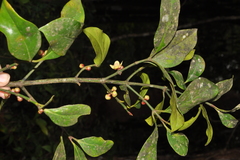 Garcinia morella